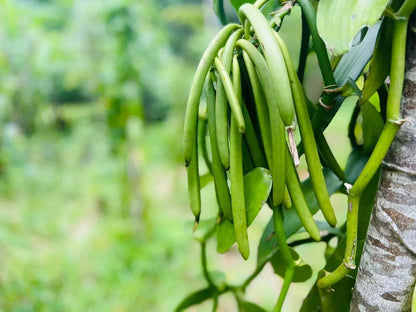 Madagascar Vanilla Beans Grade A Pods