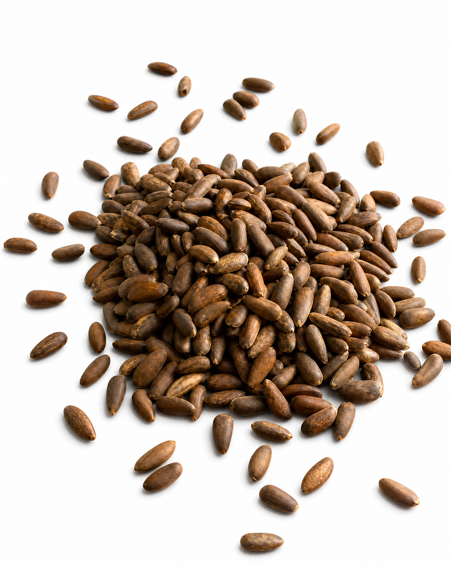 Afghani Chilgozah (Wild In-Shell Pine Nuts)