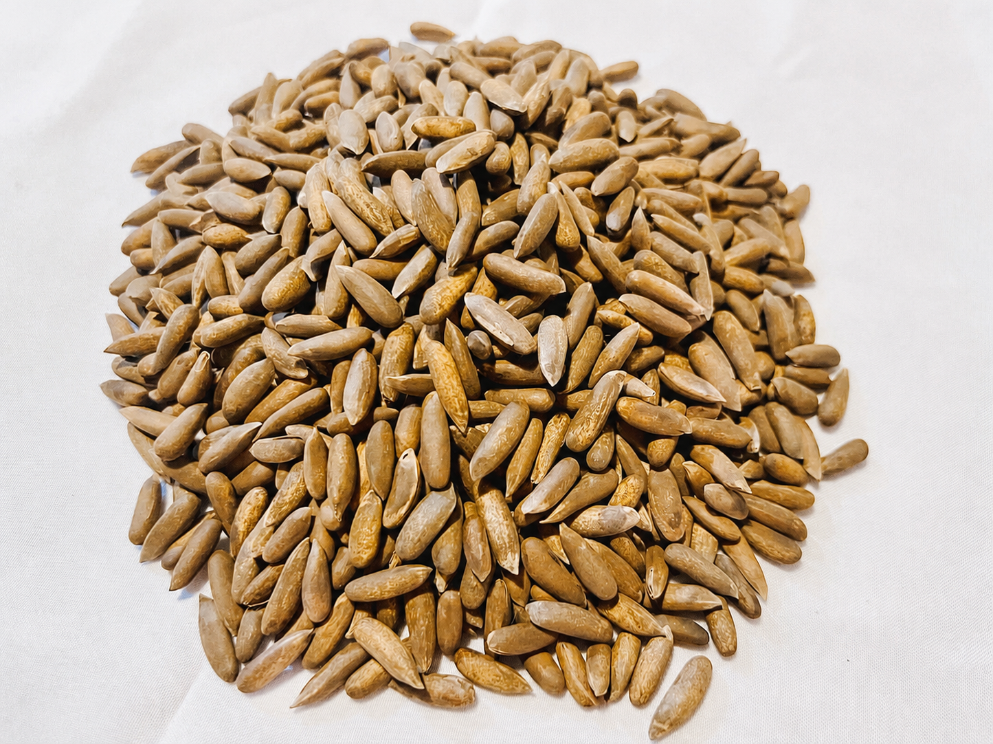 Afghani Chilgozah (Wild In-Shell Pine Nuts)