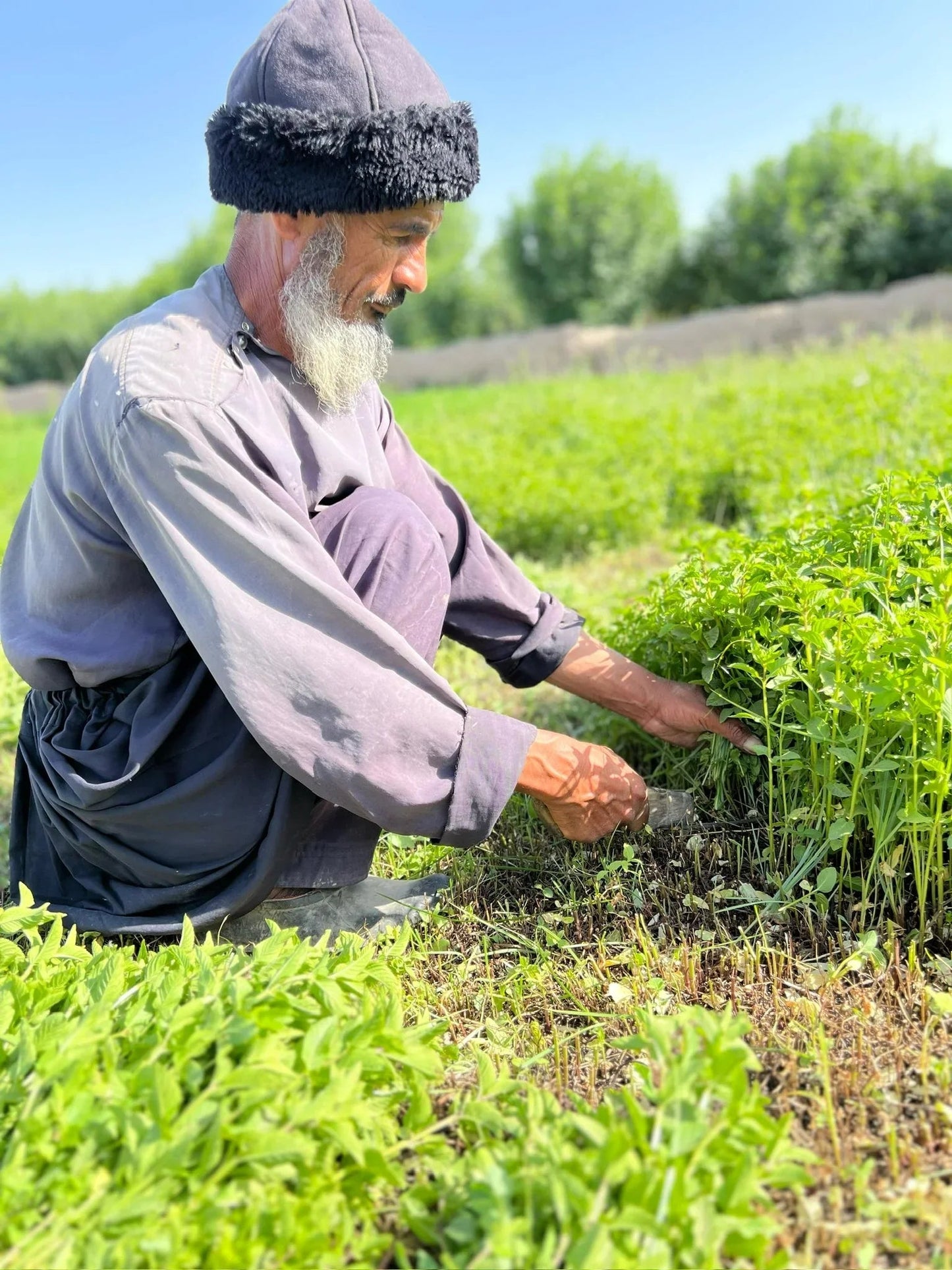 Herati Mint Leaves Extra Aromatic - Single Origin