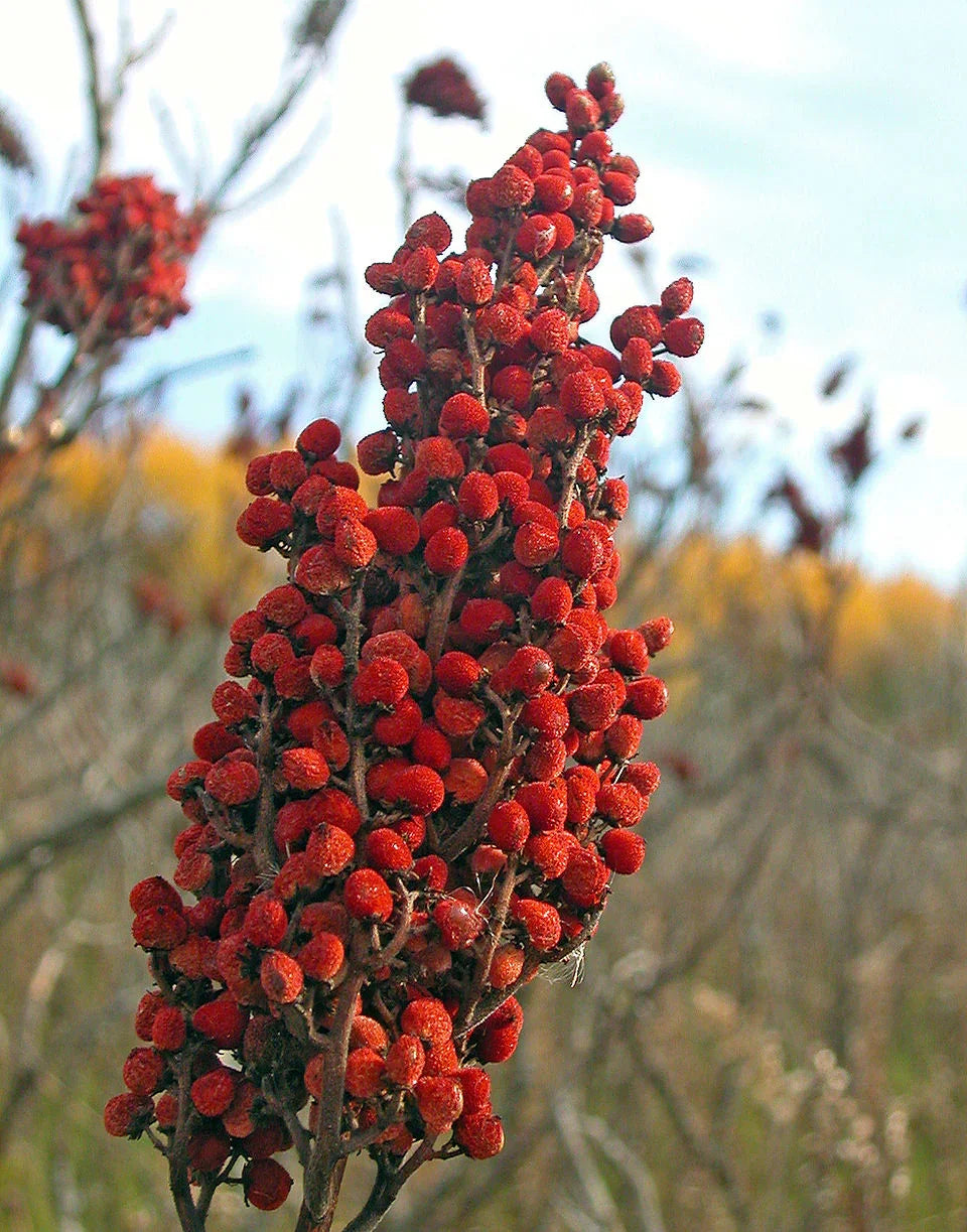 Urfa Sumac Best Quality